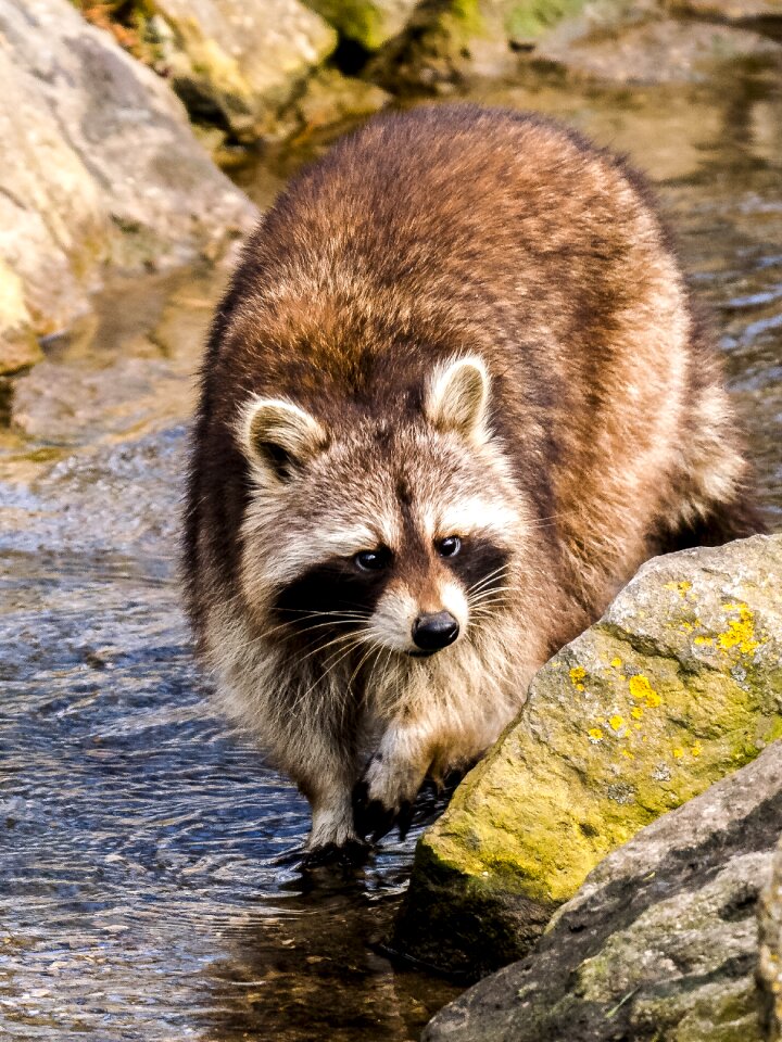 Animal mammal nature