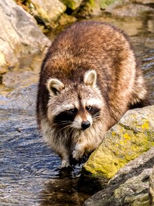 Animal mammal nature