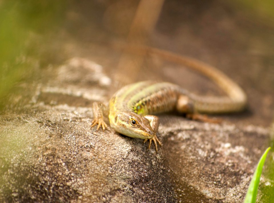 Mm00a 1404 Lizard (73495417)