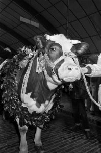 Miss Rund 1968 gekozen op paasveetentoonstelling te Den Bosch met krans, Bestanddeelnr 921-2264