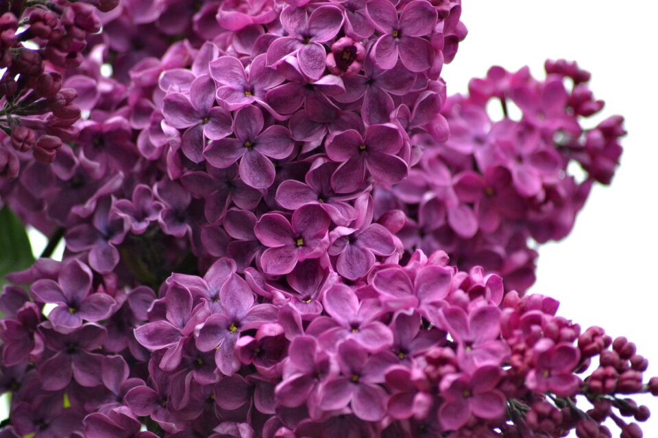 Spring may flowers