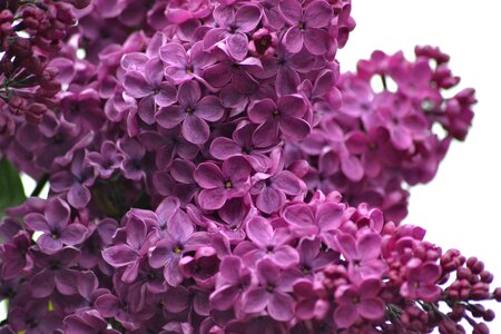 Spring may flowers