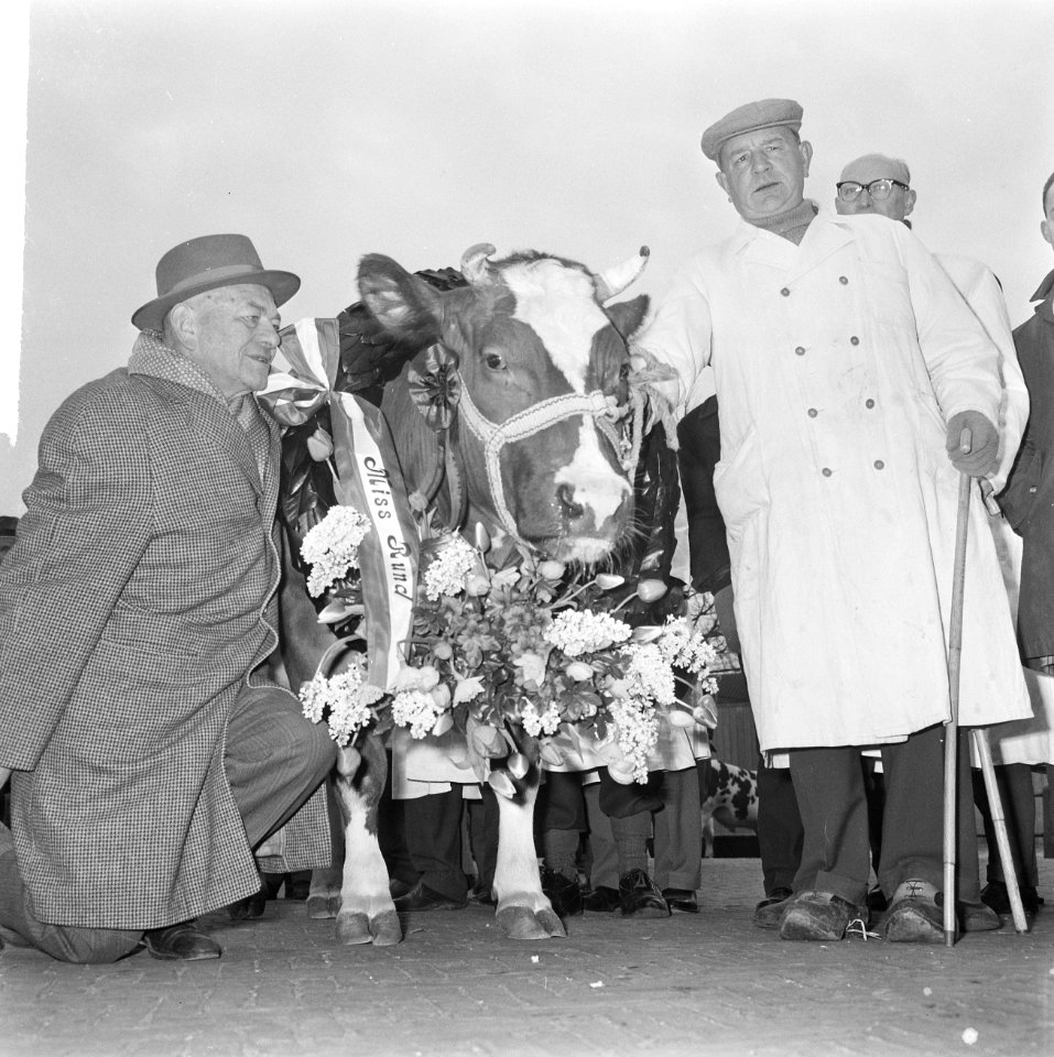 Miss Rund 1964 gekozen op paasveetentoonstelling op veemarkt te Amsterdam, de ni, Bestanddeelnr 916-1982