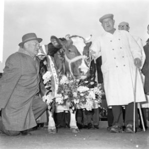 Miss Rund 1964 gekozen op paasveetentoonstelling op veemarkt te Amsterdam, de ni, Bestanddeelnr 916-1982