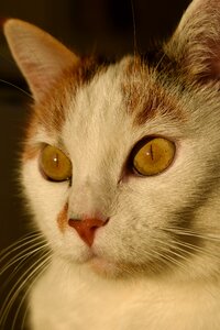 Creature pet white cat