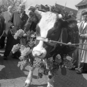 Miss Rund 1962 op abattoir in Amsterdam, Bestanddeelnr 913-7629