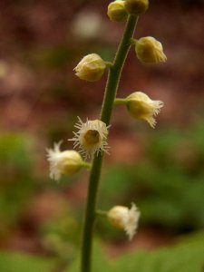 Mitella diphylla, 2015-04-25, Fox Chapel, 02