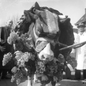 Miss Rund 1962 op abattoir in Amsterdam, Bestanddeelnr 913-7628