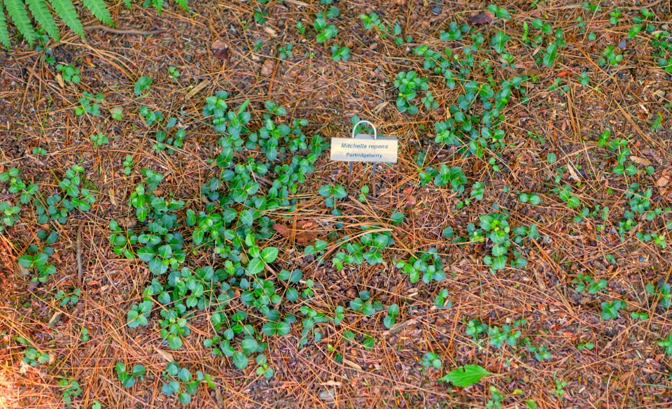 Mitchella repens - Asticou Azalea Garden - Northeast Harbor, Maine - DSC03440