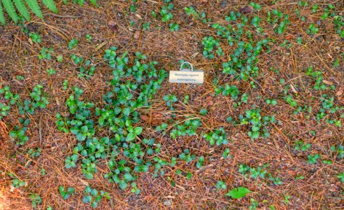Mitchella repens - Asticou Azalea Garden - Northeast Harbor, Maine - DSC03440
