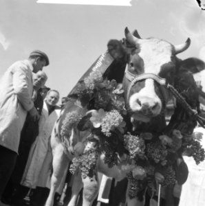 Miss Rund 1962 op abattoir in Amsterdam, Bestanddeelnr 913-7631