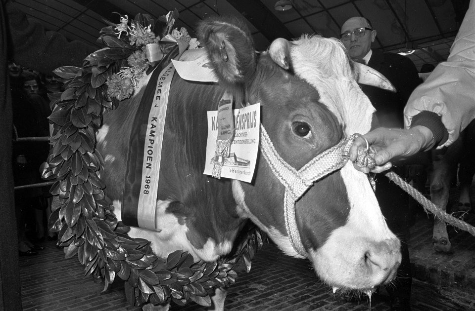 Miss Rund 1968 gekozen op paasveetentoonstelling te Den Bosch met krans, Bestanddeelnr 921-2262
