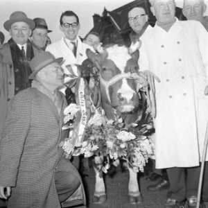 Miss Rund 1964 gekozen op paasveetentoonstelling op veemarkt te Amsterdam, de ni, Bestanddeelnr 916-1984