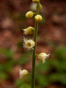 Mitella diphylla, 2015-04-25, Fox Chapel, 01