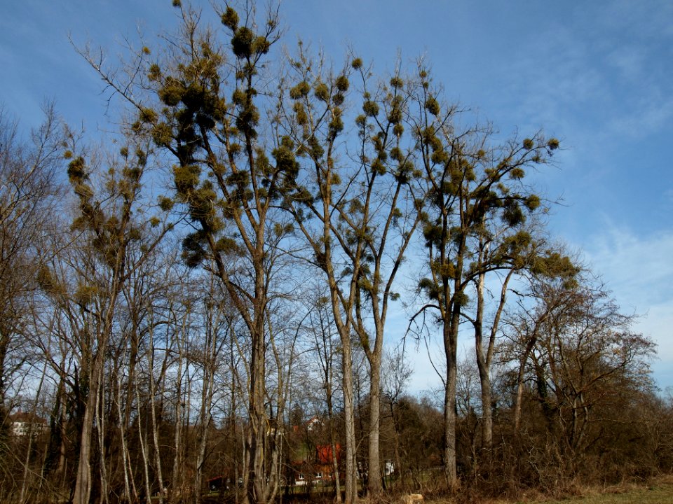 Misteln bei Greifenberg