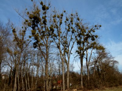 Misteln bei Greifenberg