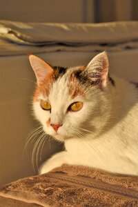Creature pet white cat
