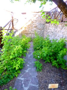 Miranda de Ebro - Centro de Interpretación de la Miranda Antigua (CIMA), Jardín Botánico 27