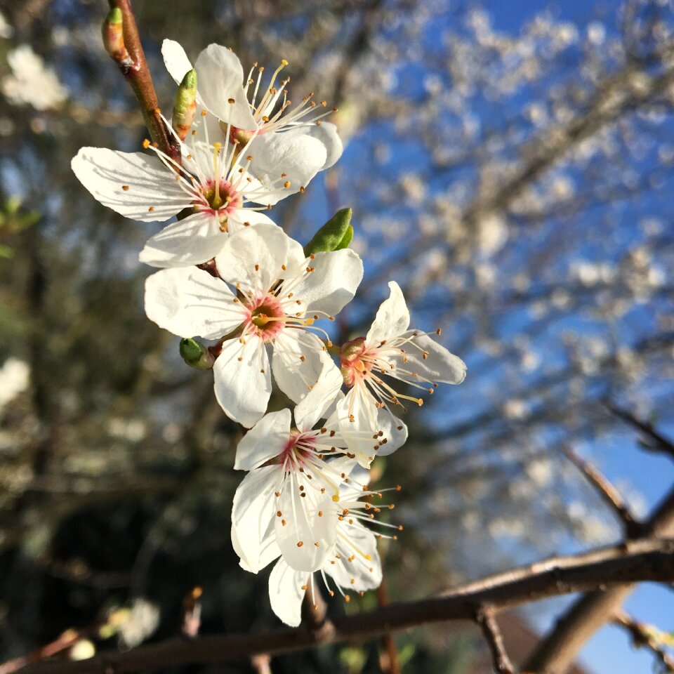 Bud tree sky