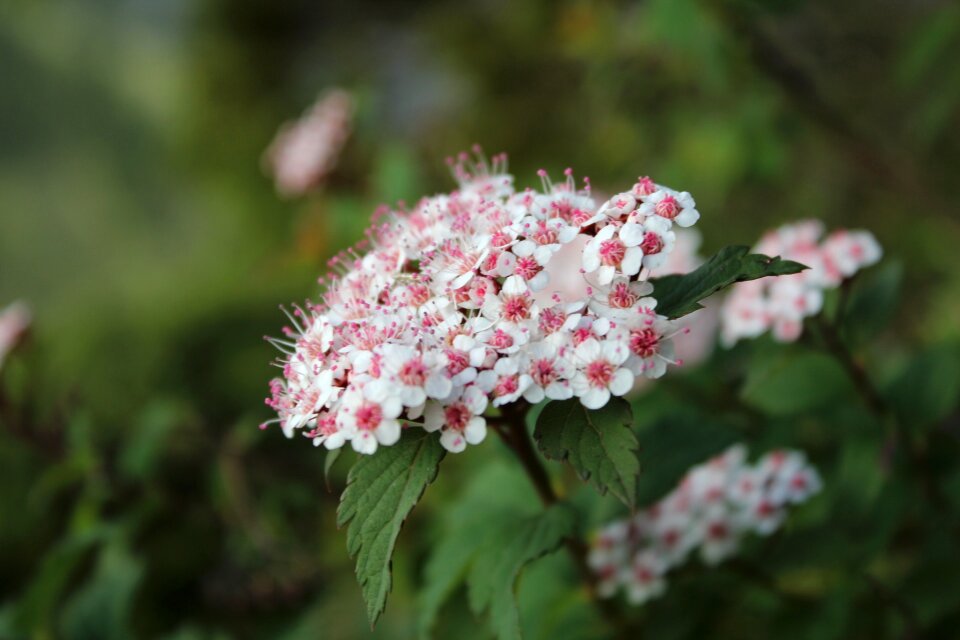 Alpine taiwan flower