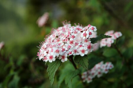 Alpine taiwan flower