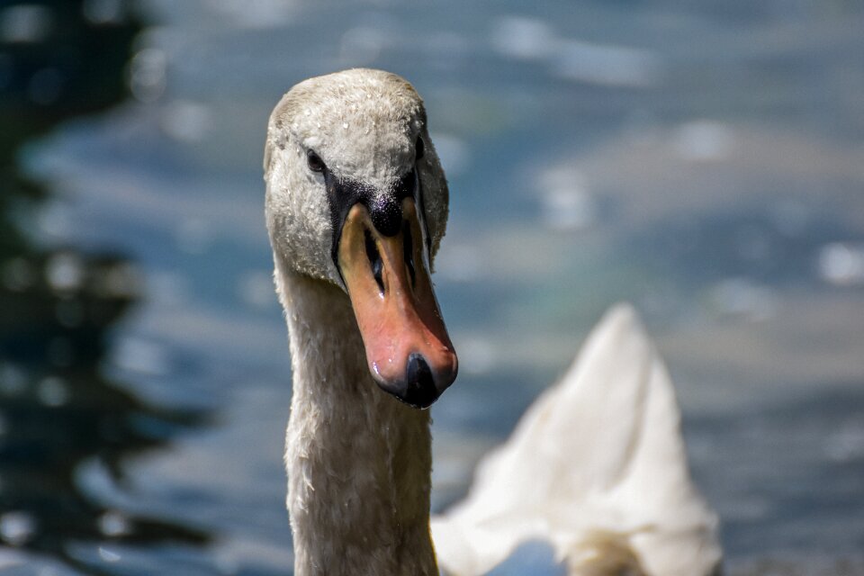 Water bird lake nature