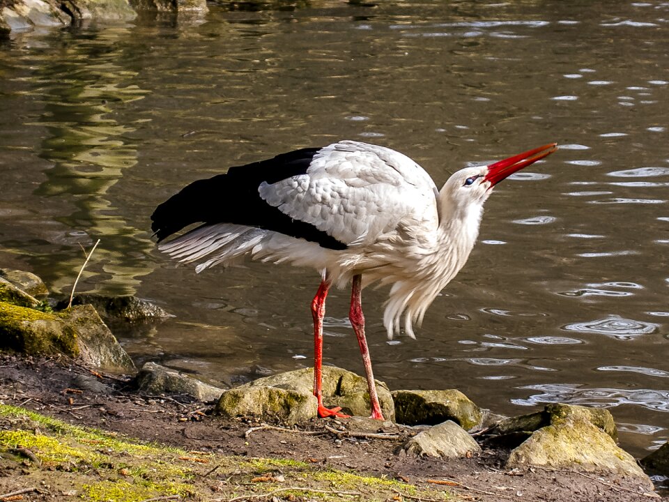 Bird nature animal