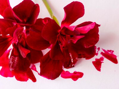 Flowers red ink