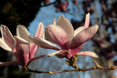 Magnolia purple flowers spring photo