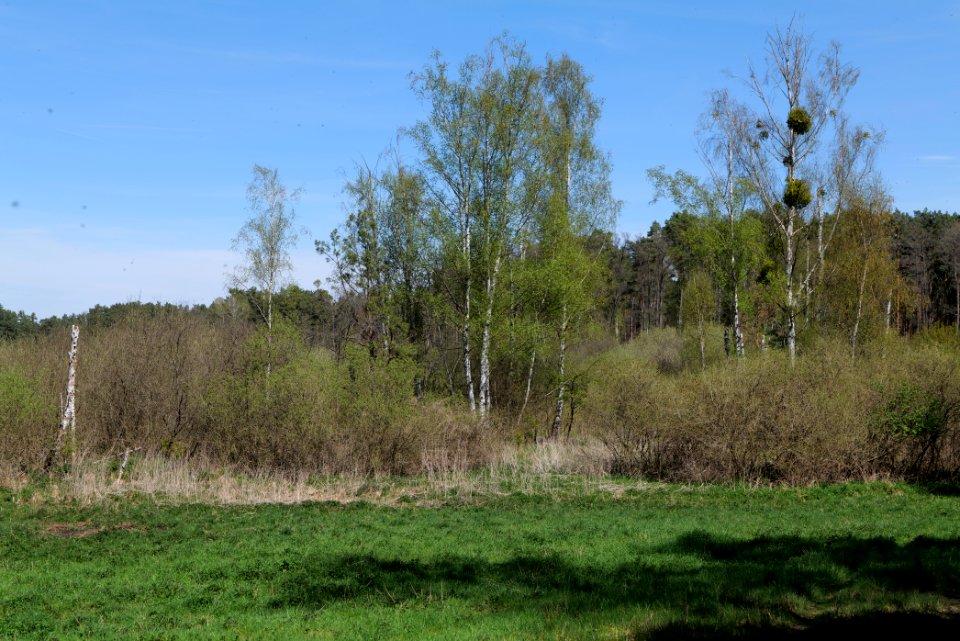 Mittelleber 2021-05-09 13