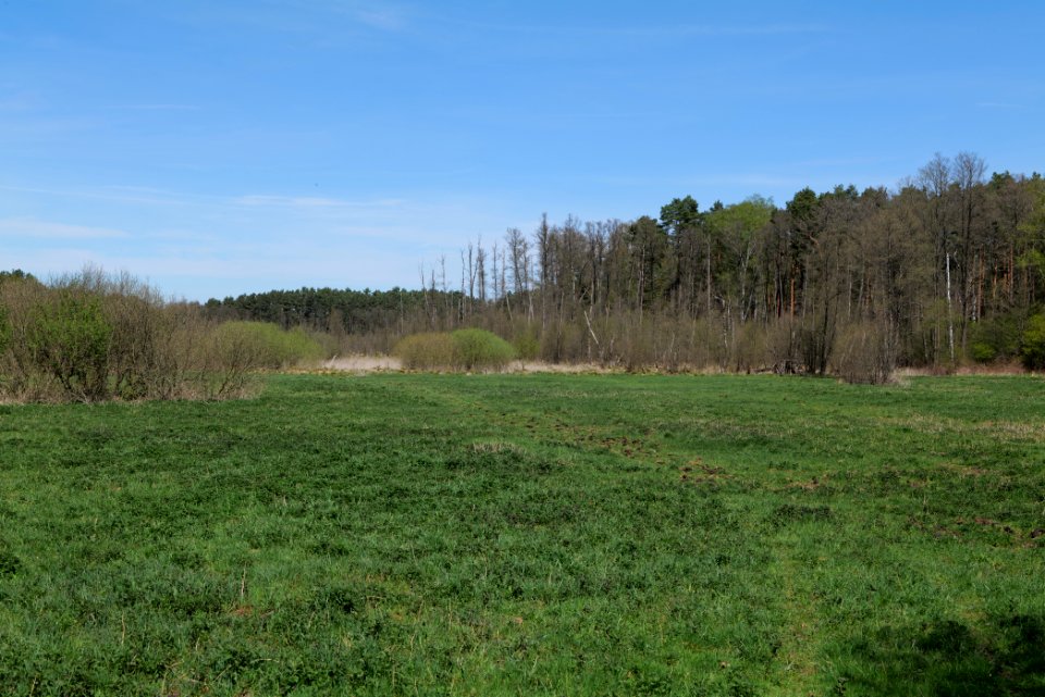 Mittelleber 2021-05-09 11