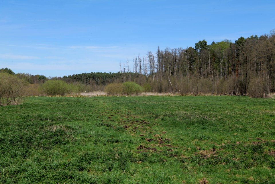 Mittelleber 2021-05-09 05