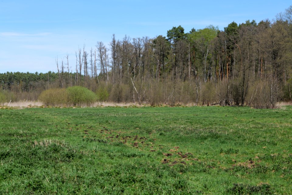 Mittelleber 2021-05-09 09