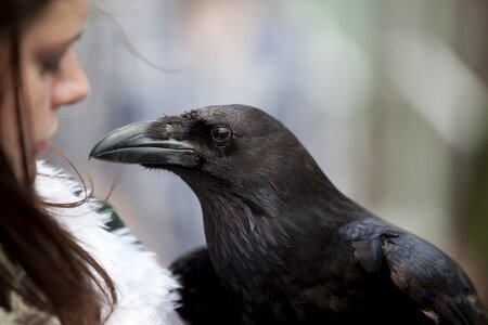 Feathers corvus corax