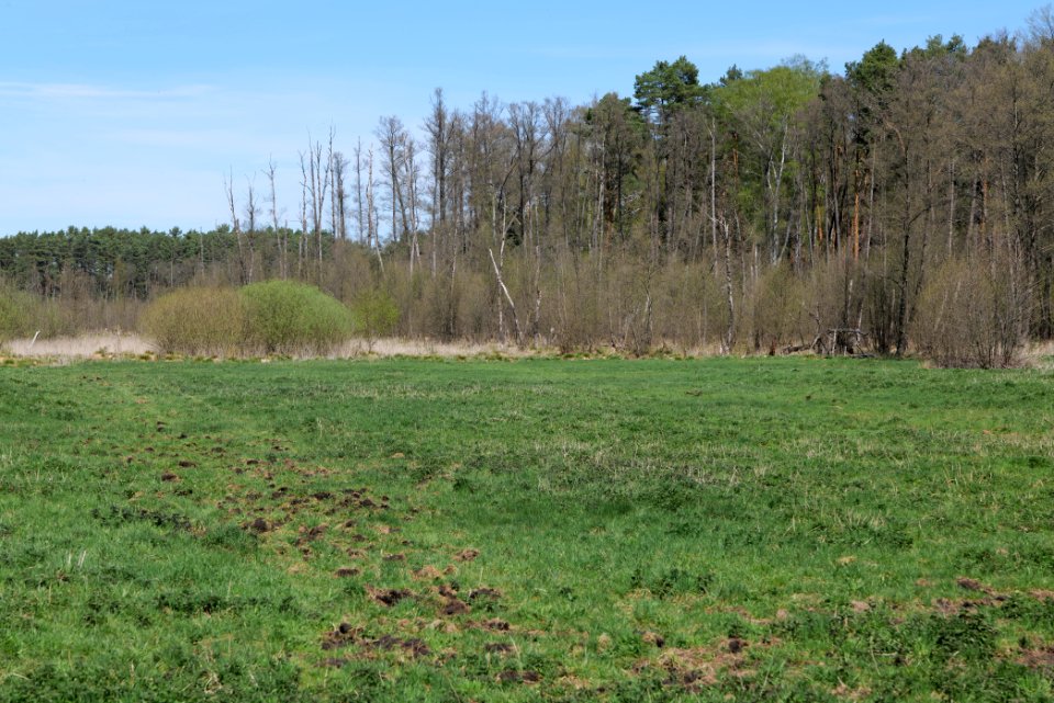 Mittelleber 2021-05-09 04