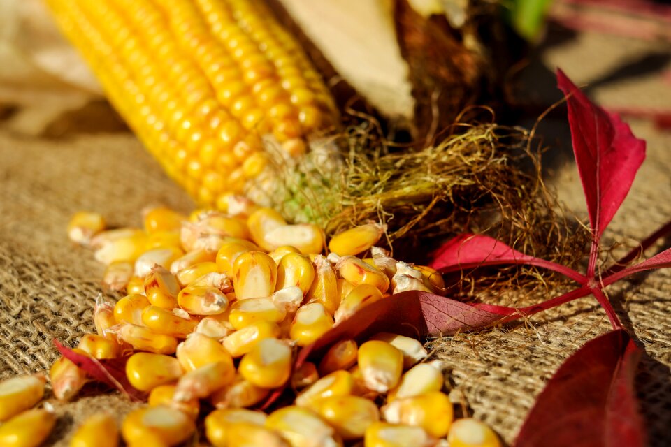 Corn on the cob vegetables decoration