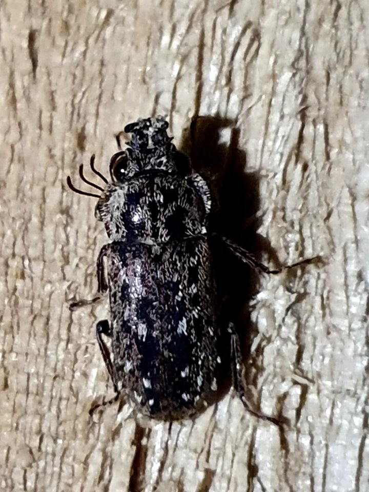 Mitophyllus irroratus 58070726
