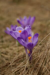 Purple nature colors