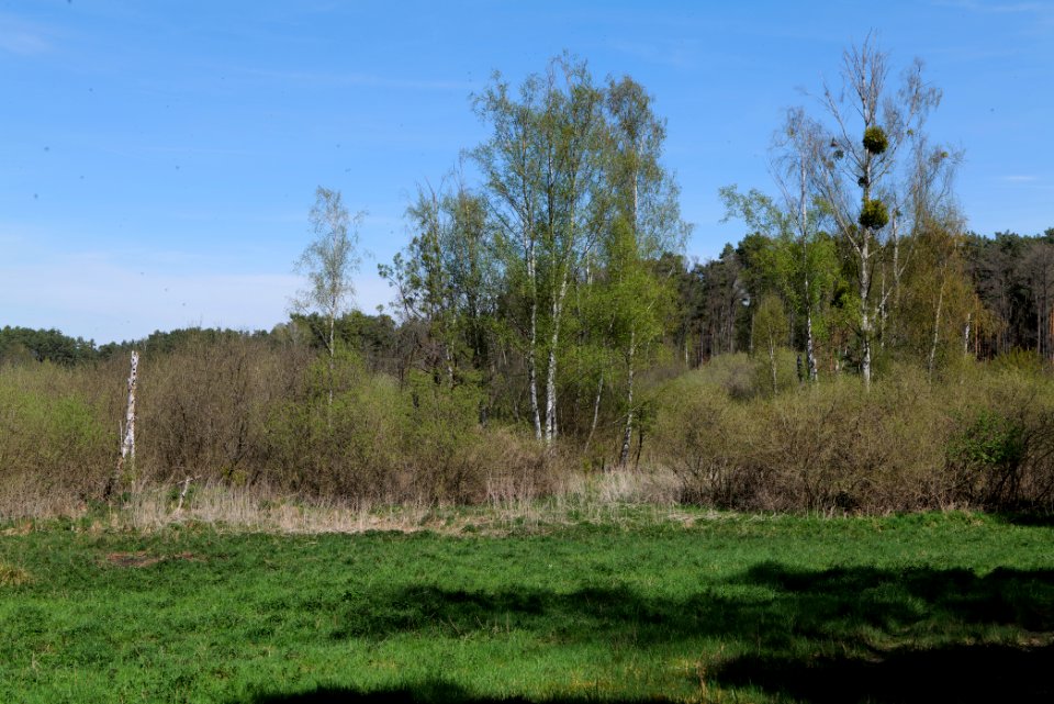 Mittelleber 2021-05-09 14