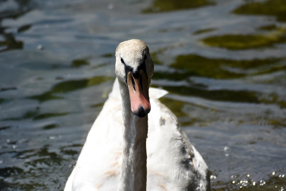 Water bird lake nature