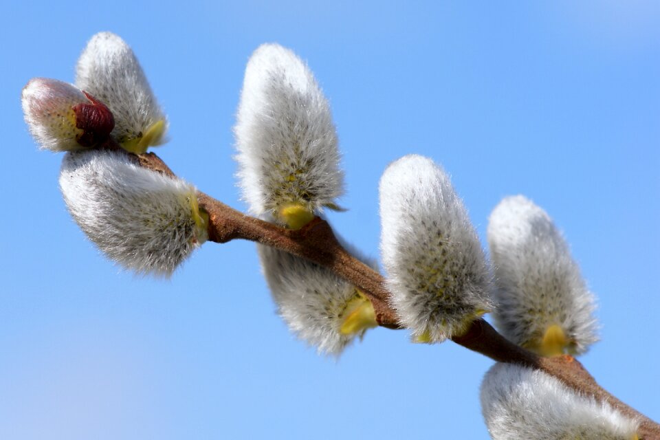 Scion close up willow catkins