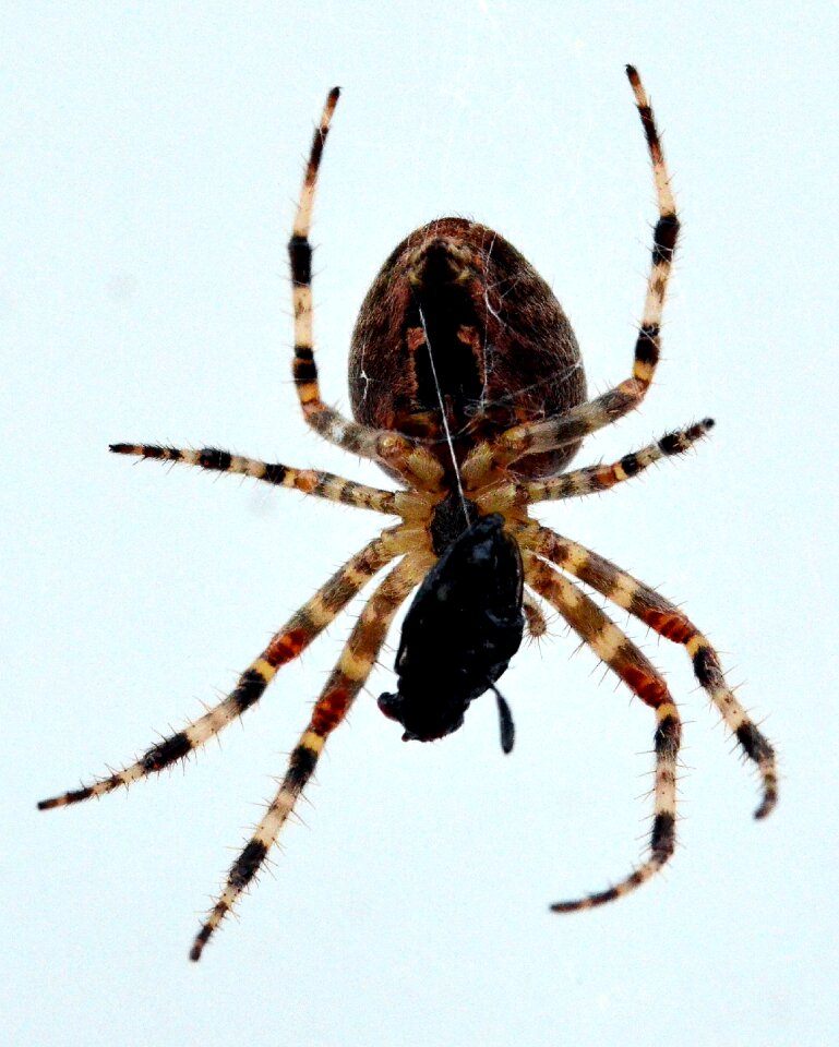 Prey caught close up