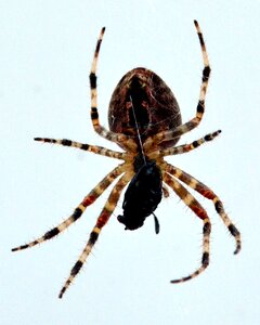 Prey caught close up