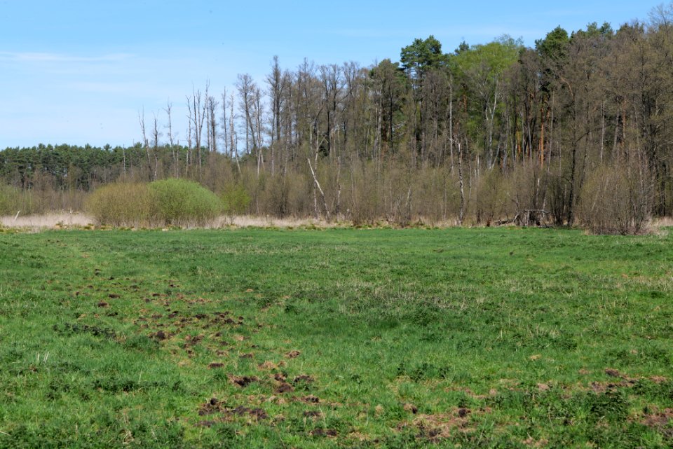 Mittelleber 2021-05-09 03