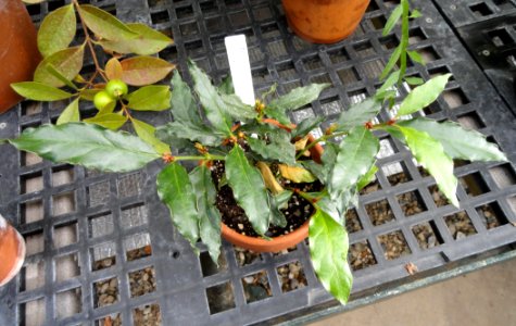 Mitriostigma axillare - Talcott Greenhouse - Mount Holyoke College - DSC04490