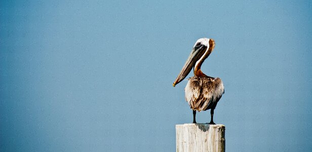 Lonely coastal wildlife