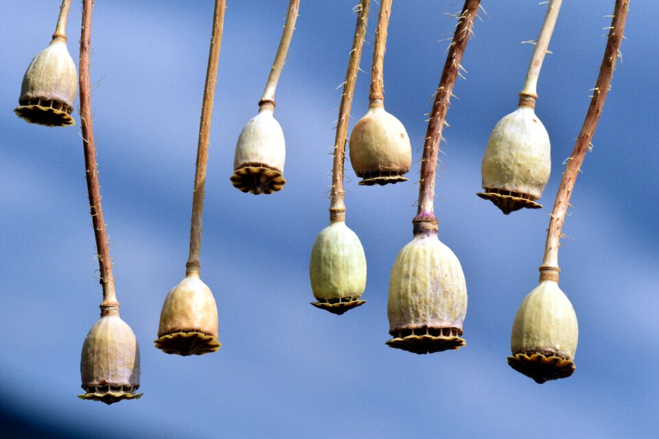 Mohngewaechs decoration summer
