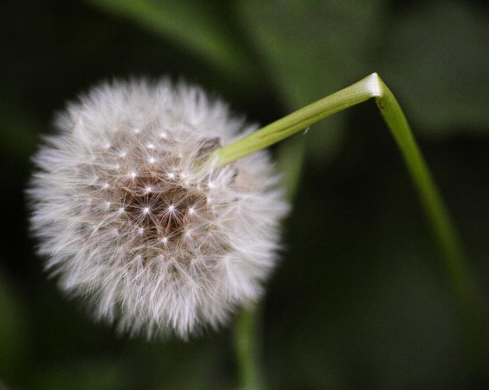 Nature spring flowers garden