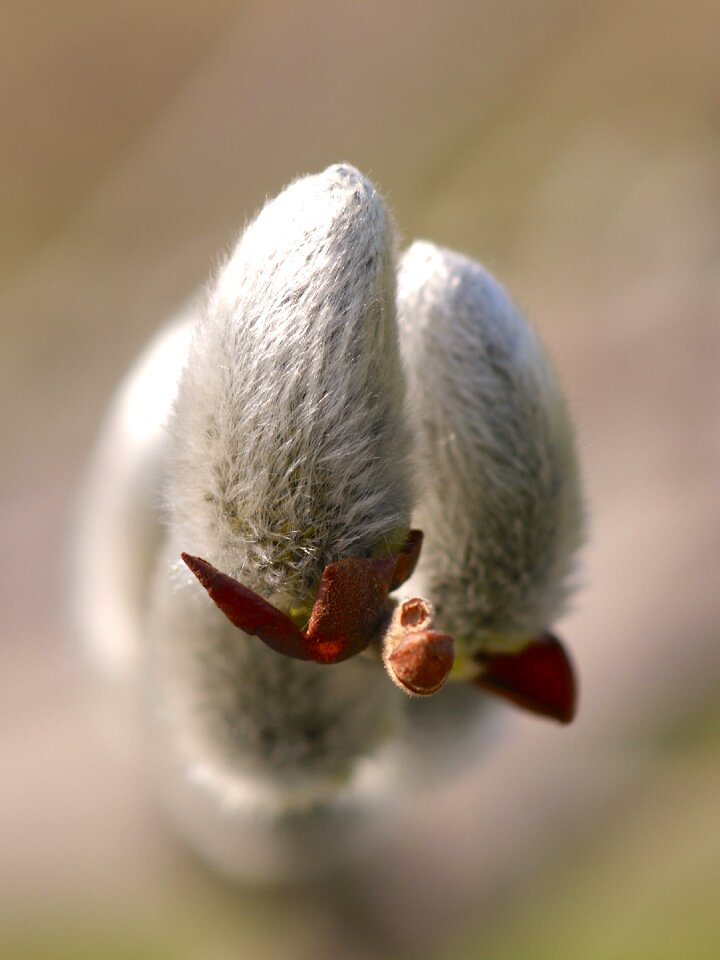 March signs of spring frühlingsanfang