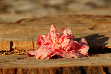 Pink flower flourish pollution